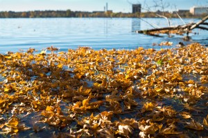 Besides runoff from urban and agricultural sources, leaves that wash into the lakes can contribute to the increased nutrient levels.
